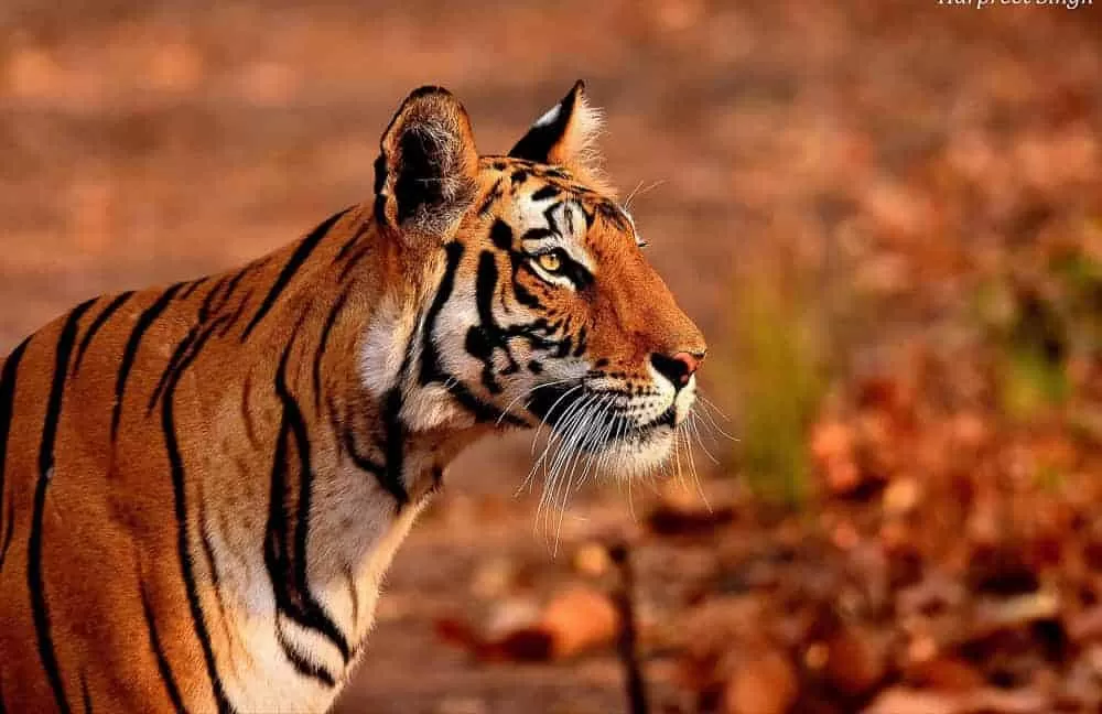 Best Time to Photograph Tigers in Bandhavgarh: A Season-by-Season Guide — photograph 1