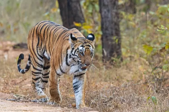 Best Time to Photograph Tigers in Bandhavgarh: A Season-by-Season Guide — photograph 2