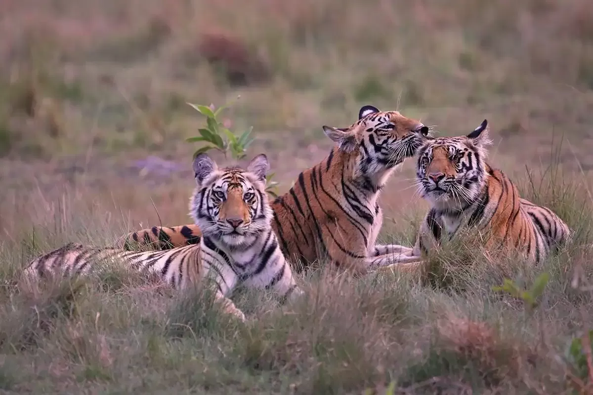 Best Time to Photograph Tigers in Bandhavgarh: A Season-by-Season Guide — photograph 3