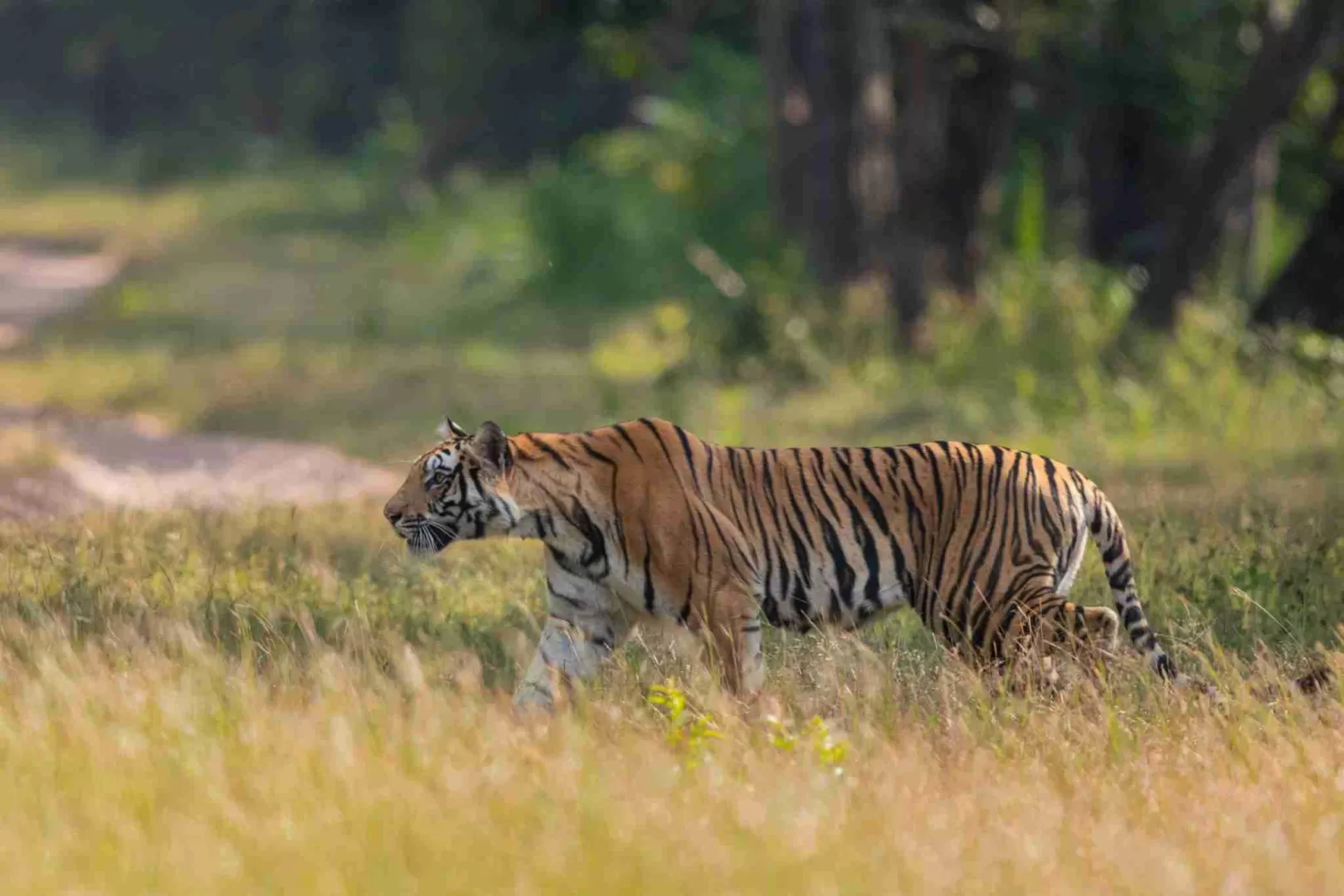 Best Time to Photograph Tigers in Bandhavgarh: A Season-by-Season Guide — photograph 4