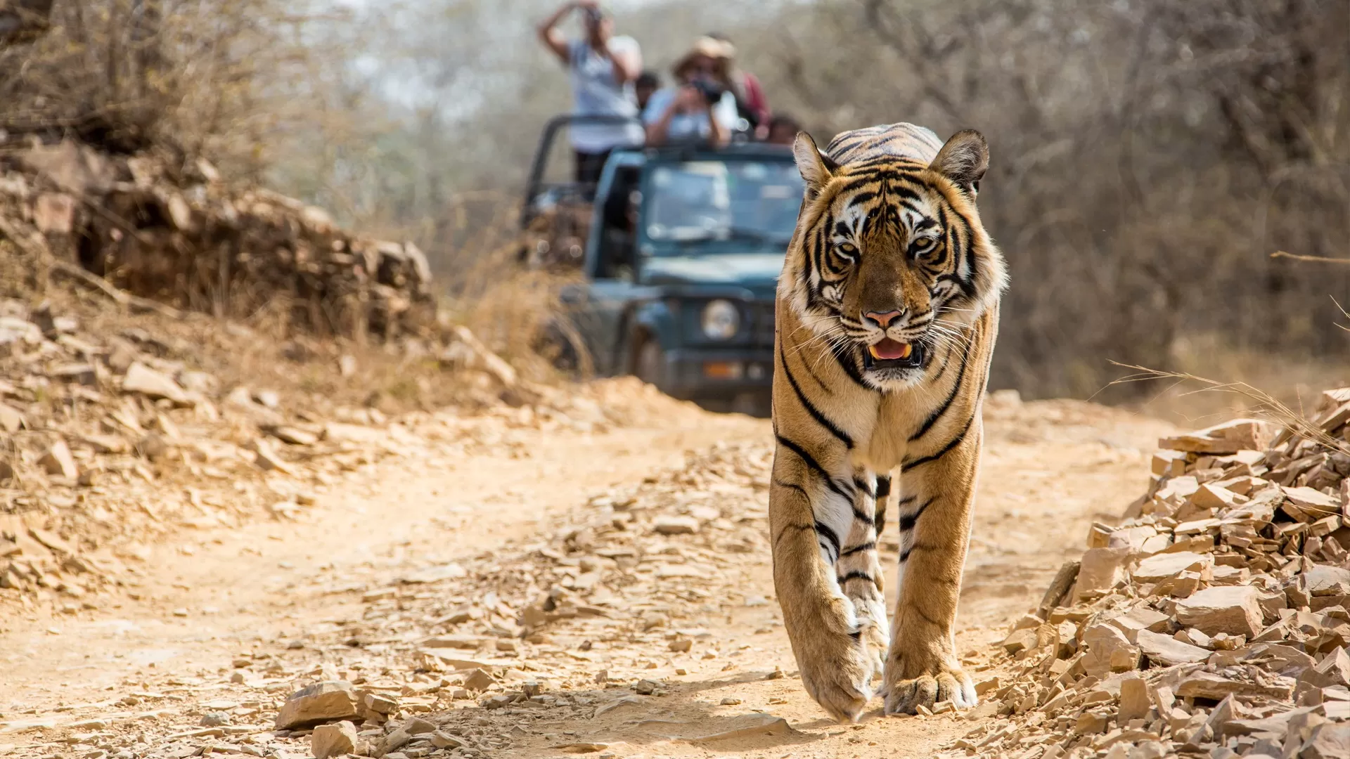 Best Time to Photograph Tigers in Bandhavgarh: A Season-by-Season Guide