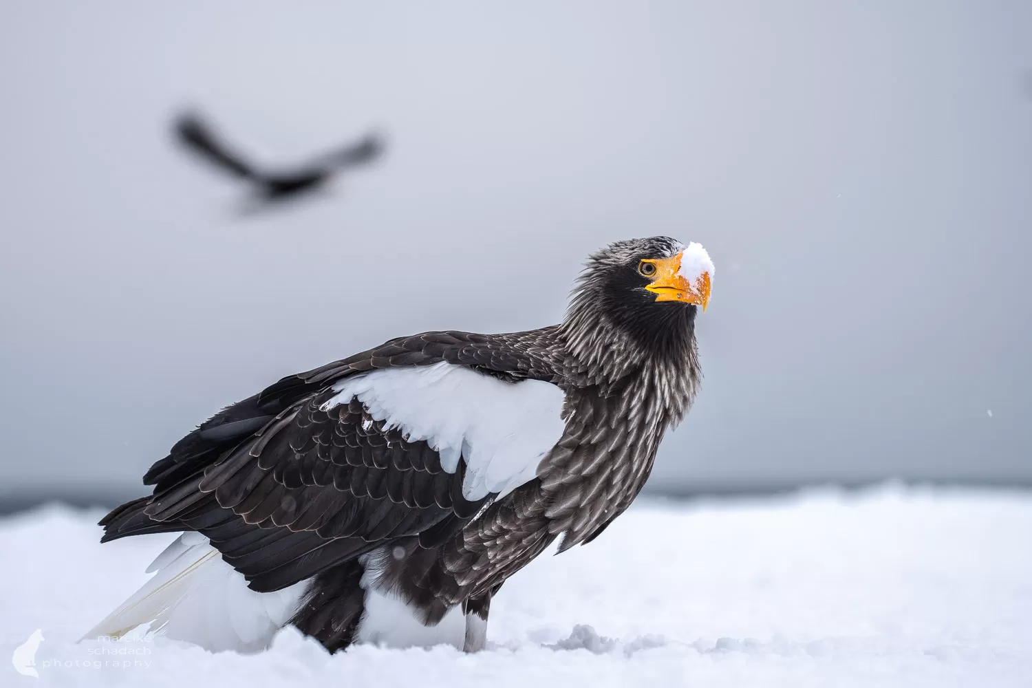 Photographing Japan's Winter Wildlife: Snow Monkeys and Red-Crowned Cranes