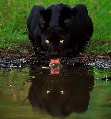 Kabini's Black Panther: When and How to Photograph India's Ghost of the Forest