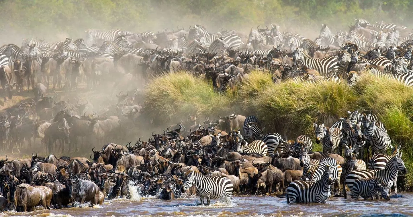 Best Time to Photograph the Great Migration in the Masai Mara