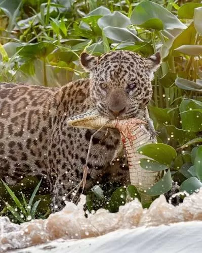 Photographing Jaguars in the Pantanal: A Season-by-Season Guide