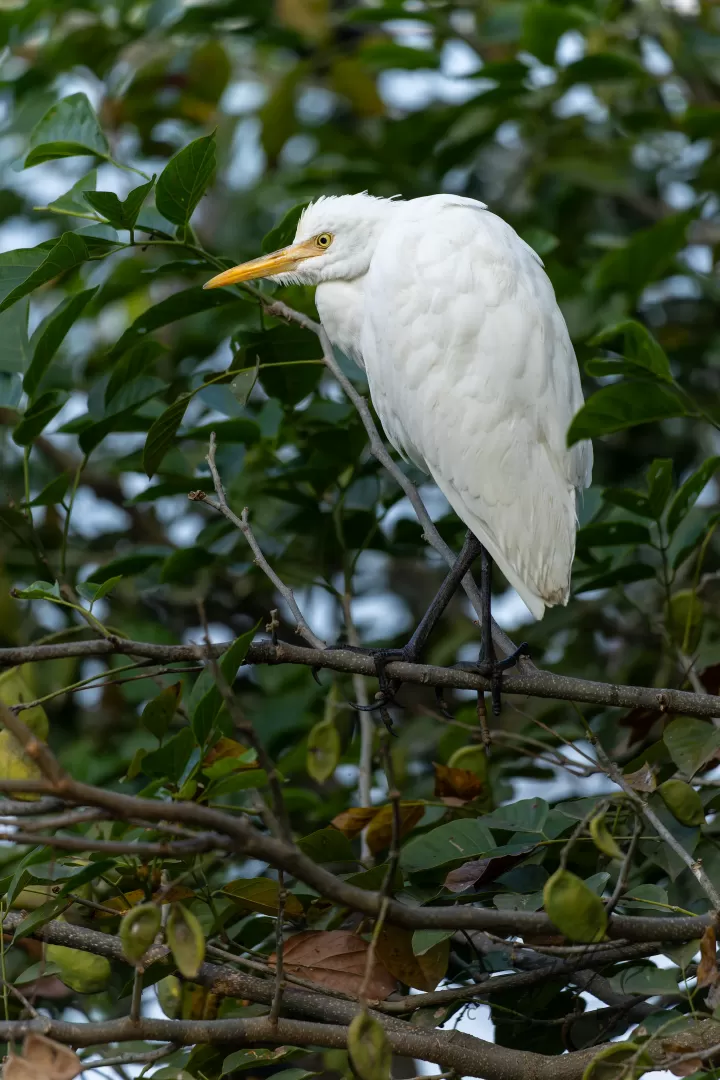 Birds in India