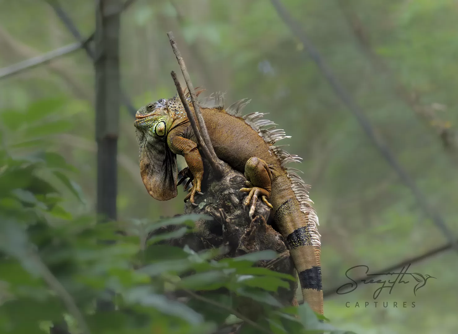 Birds and Animals in India
