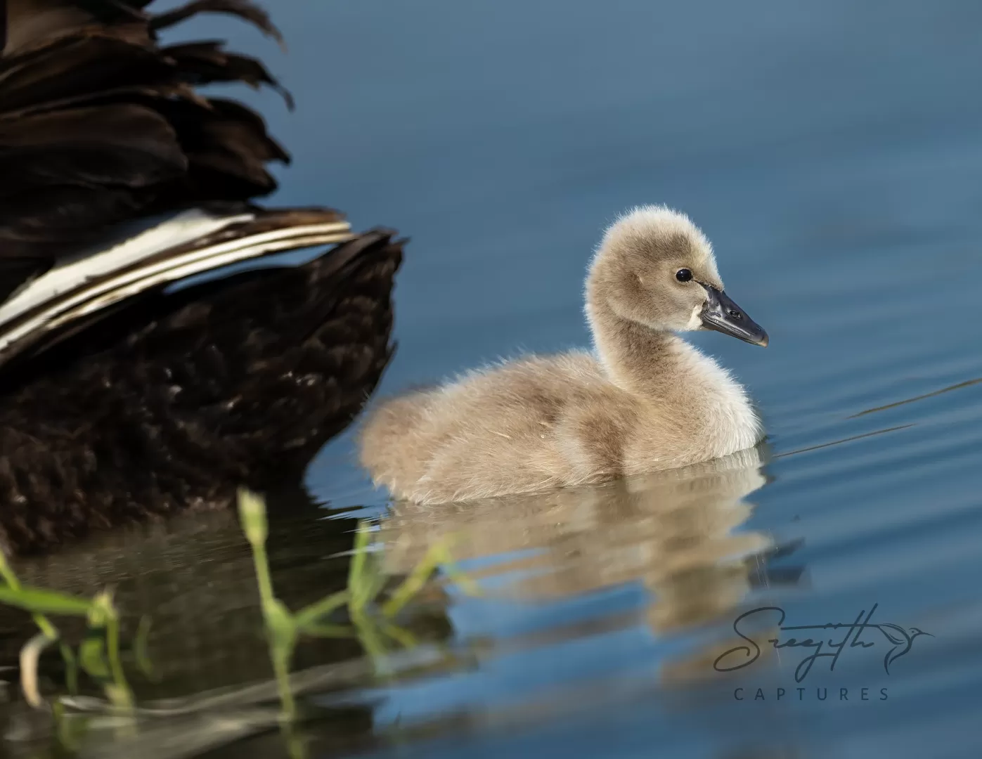 Birds and Animals in UAE