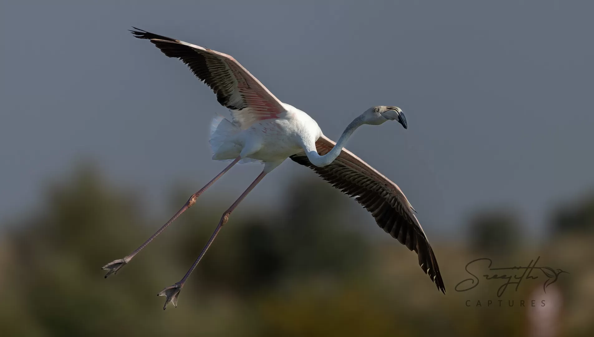 Birds and Animals in UAE
