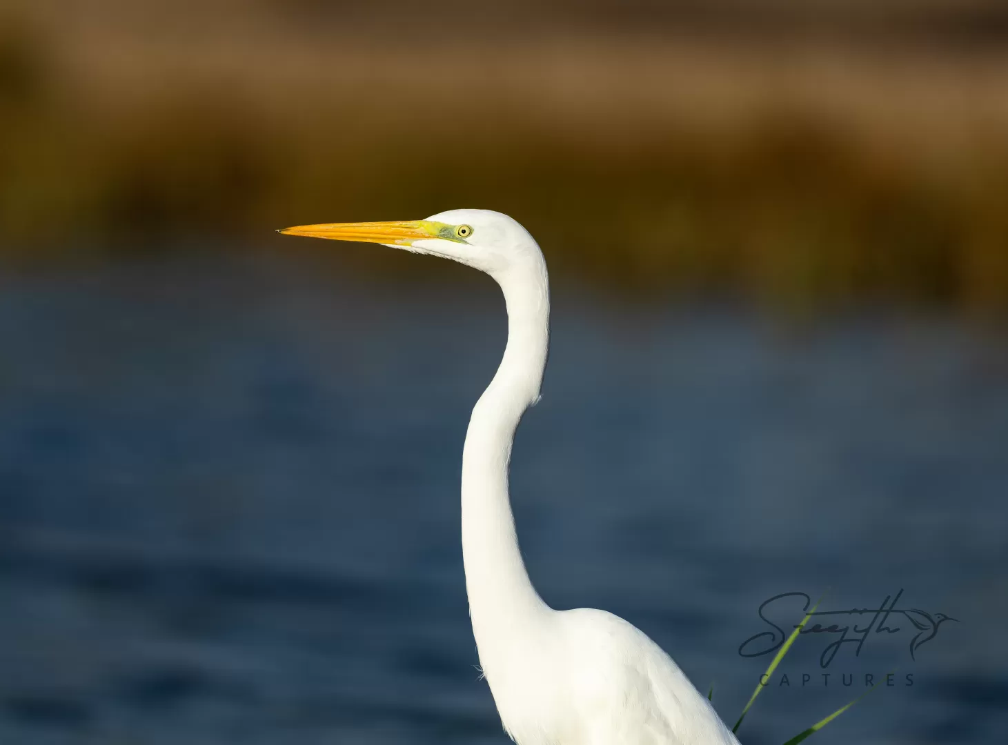 Birds and Animals in UAE