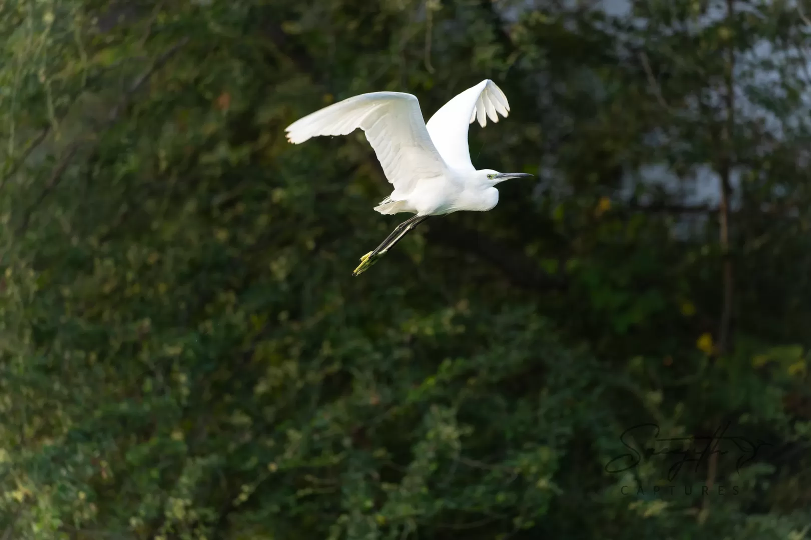 Birds and Animals in UAE