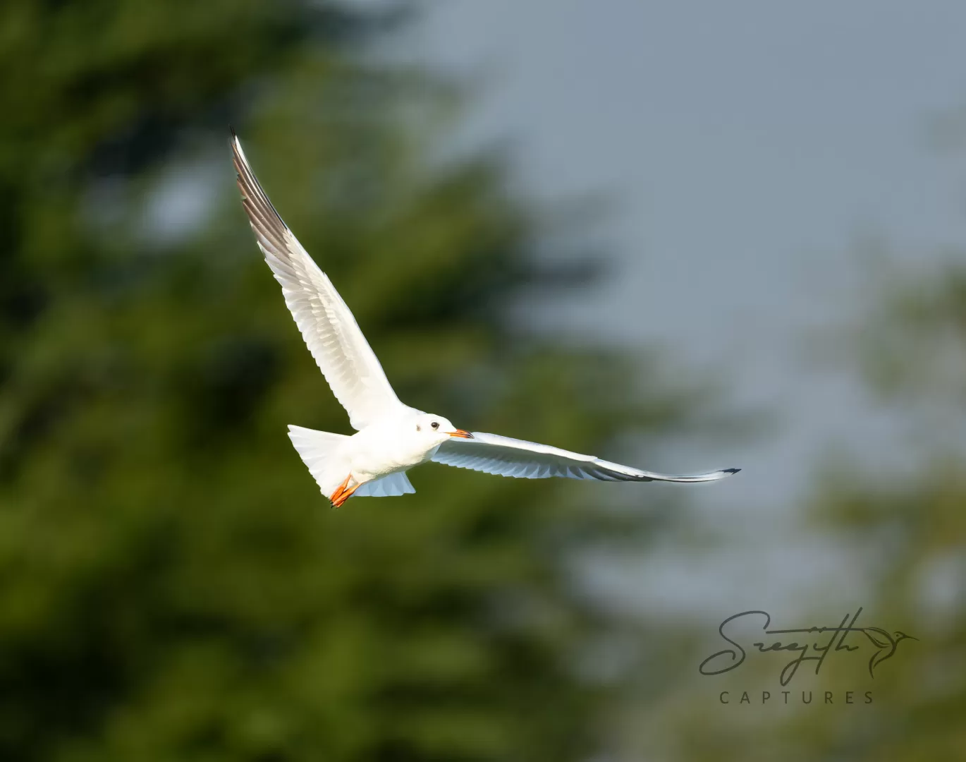 Birds and Animals in UAE