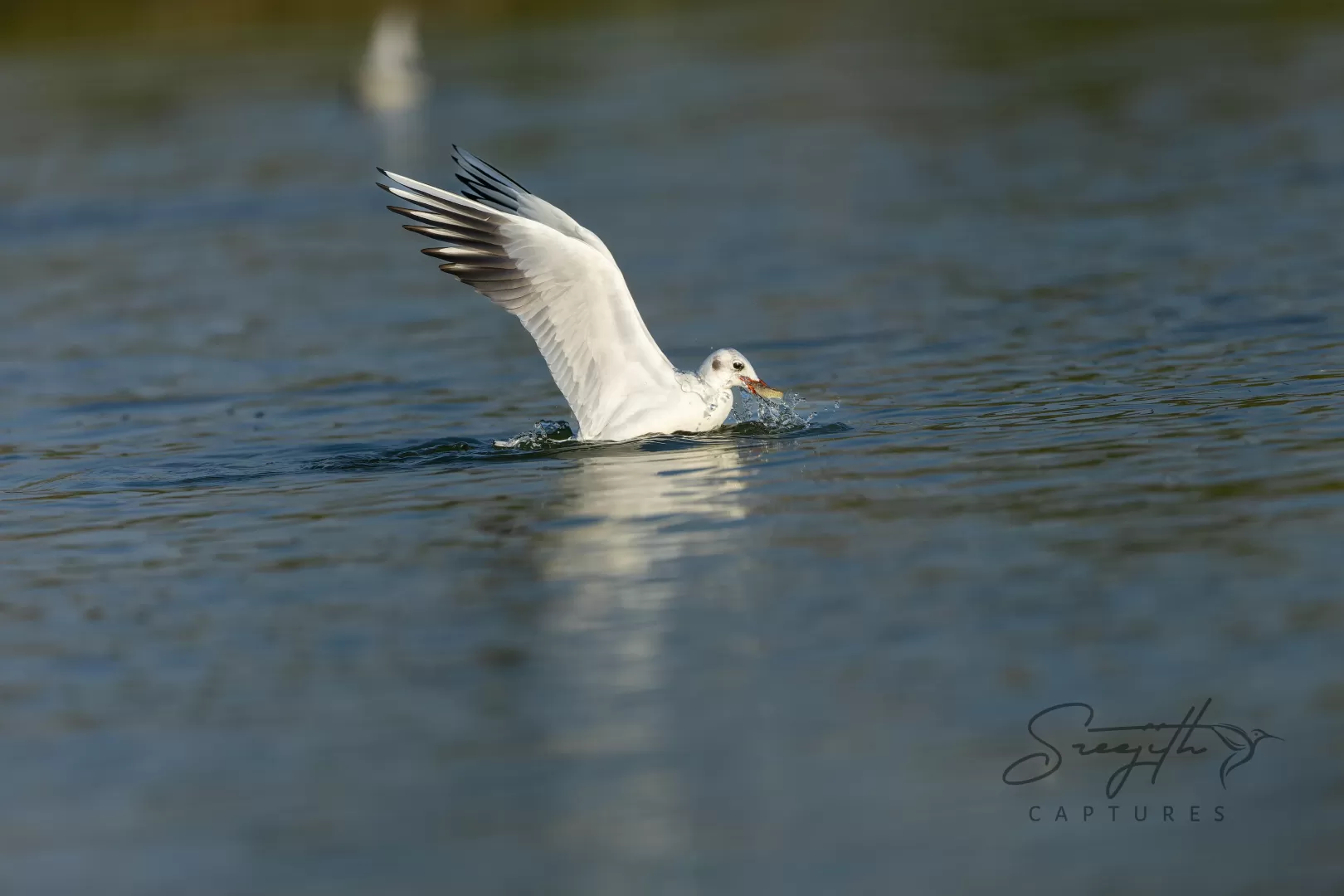 Birds and Animals in UAE