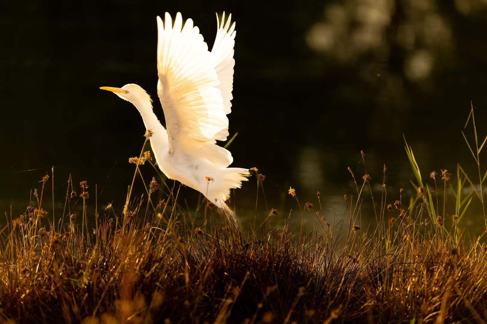Birds and Animals in UAE