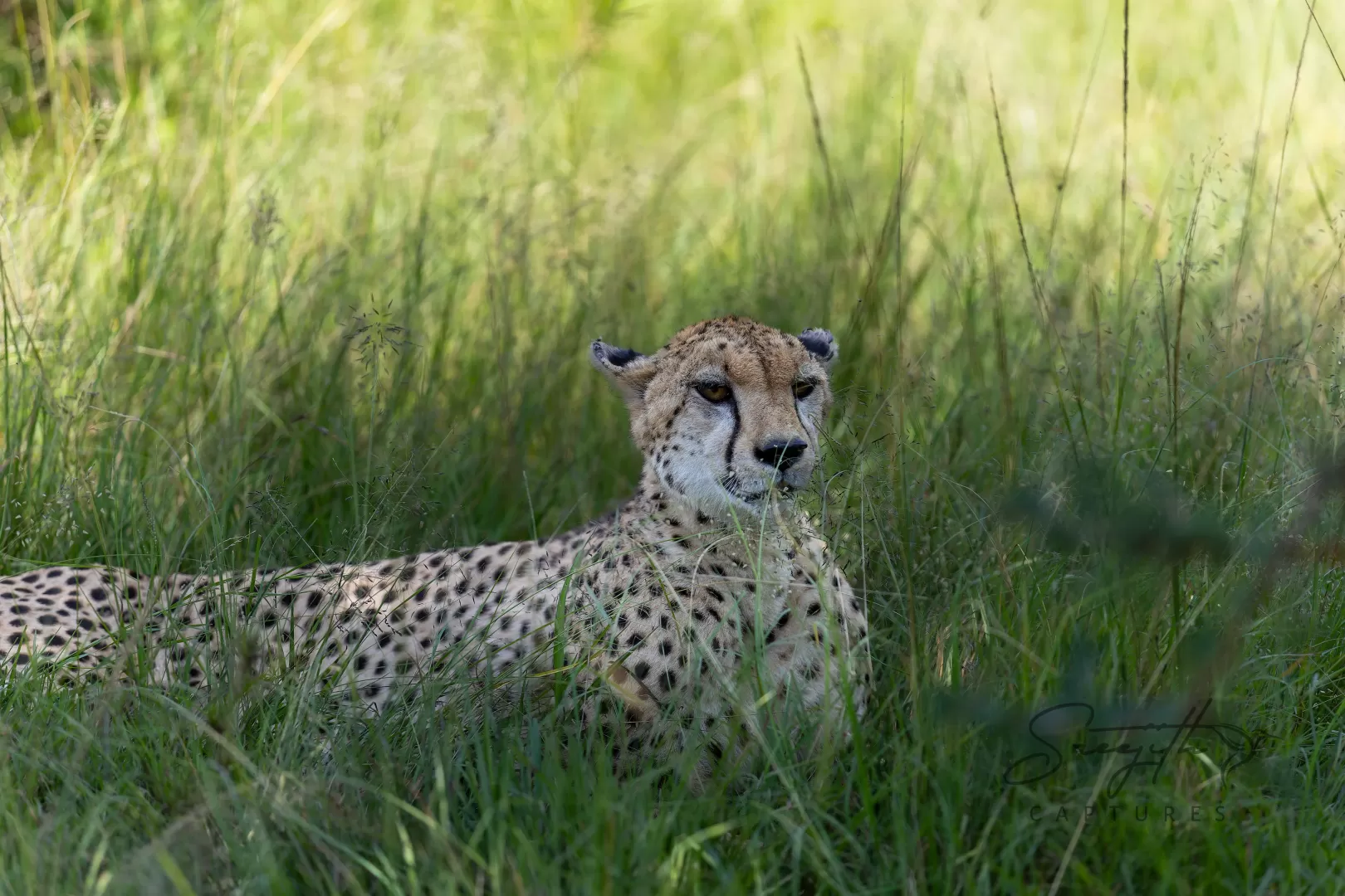 Birds and Animals in Kenya