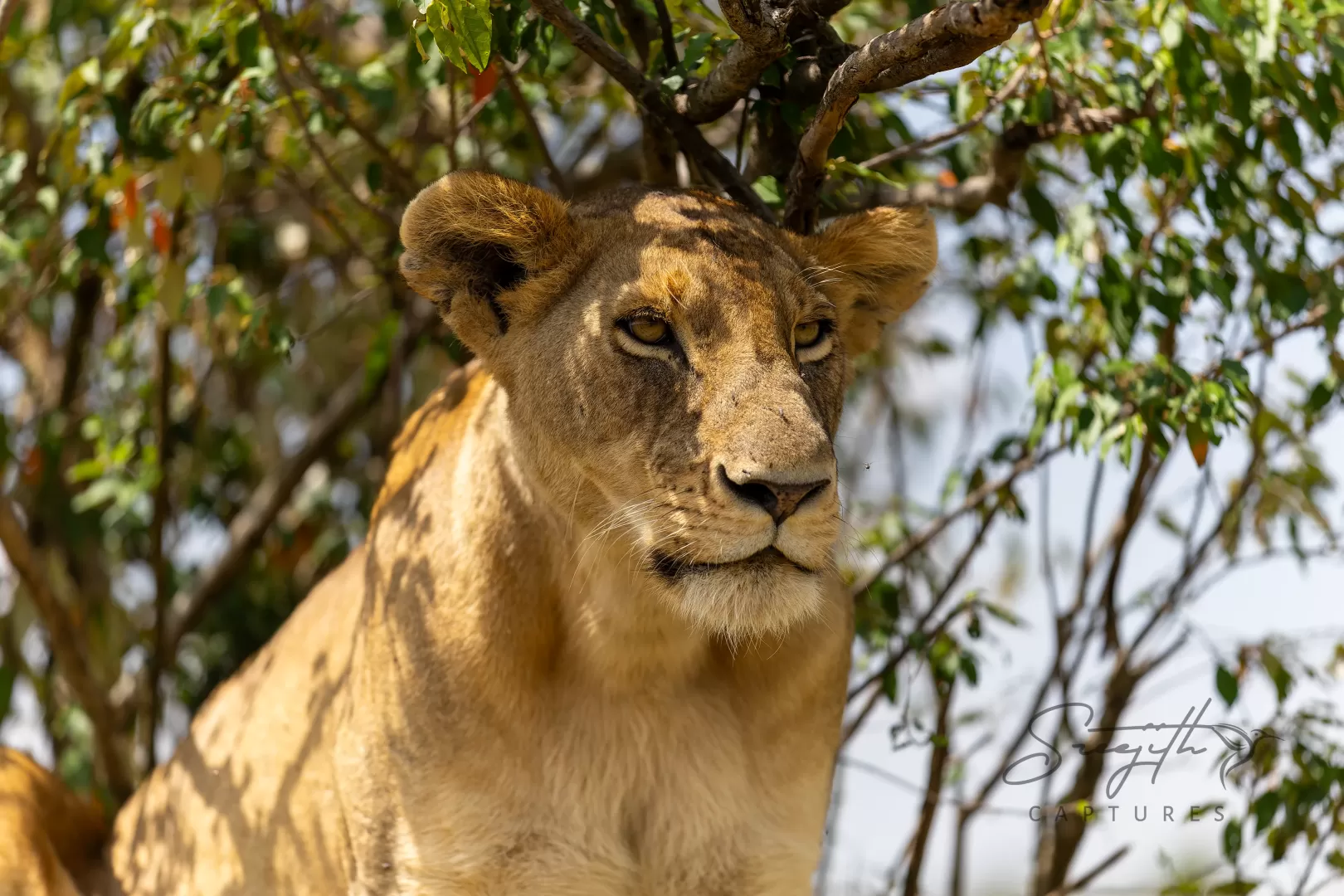 Birds and Animals in Kenya