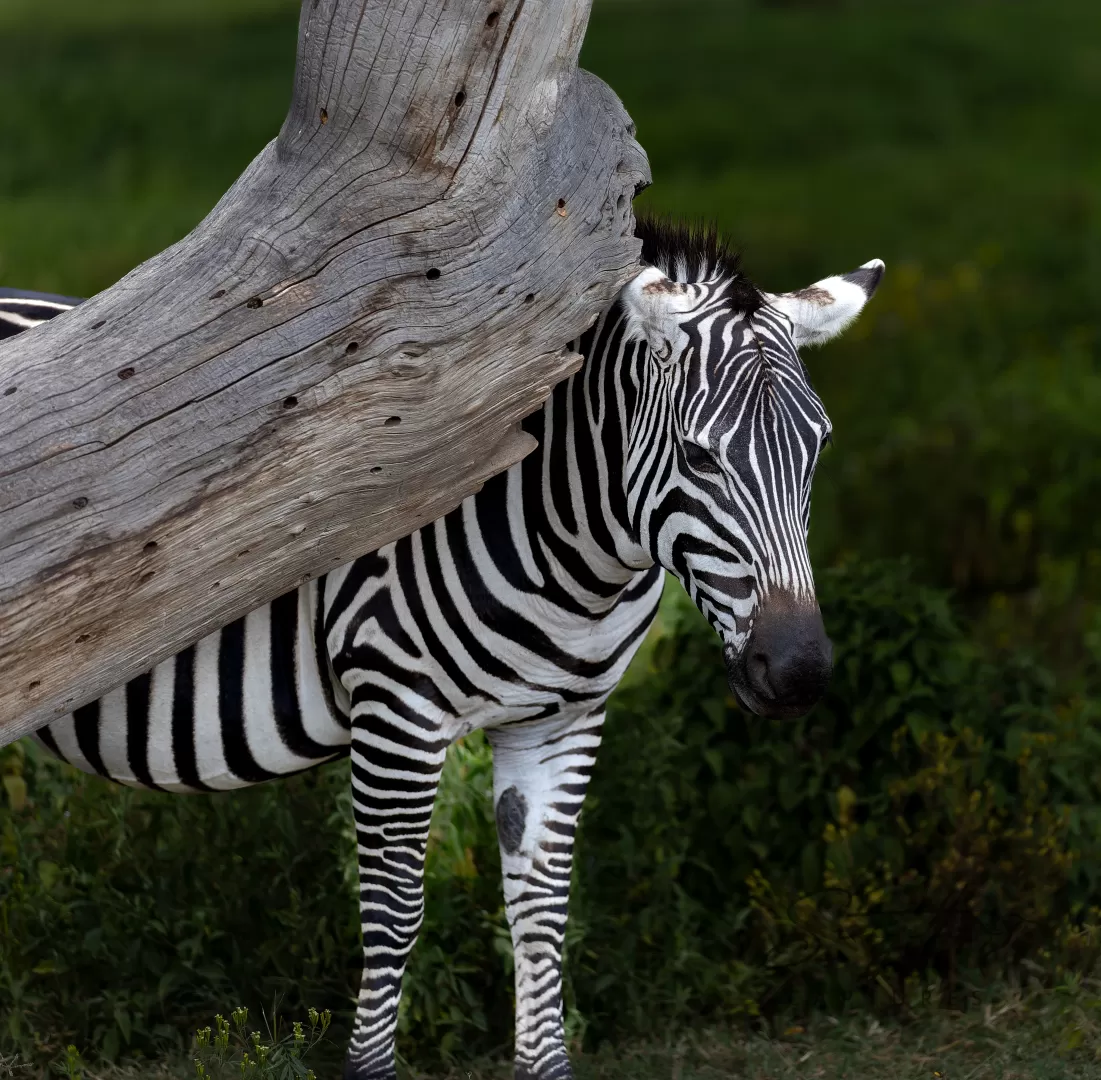 Birds and Animals in Kenya