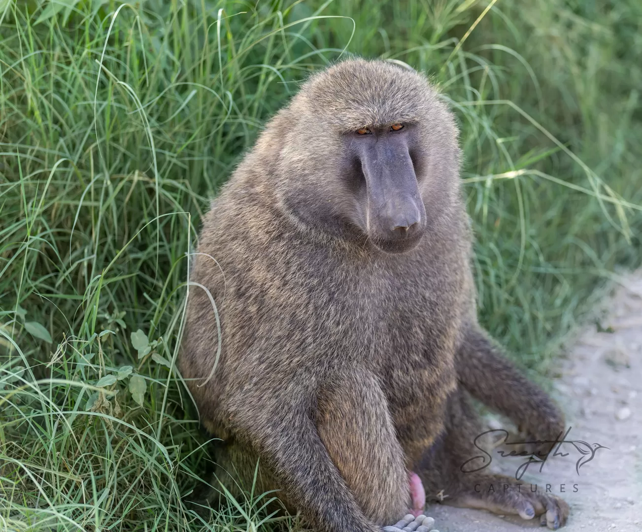 Birds and Animals in Kenya