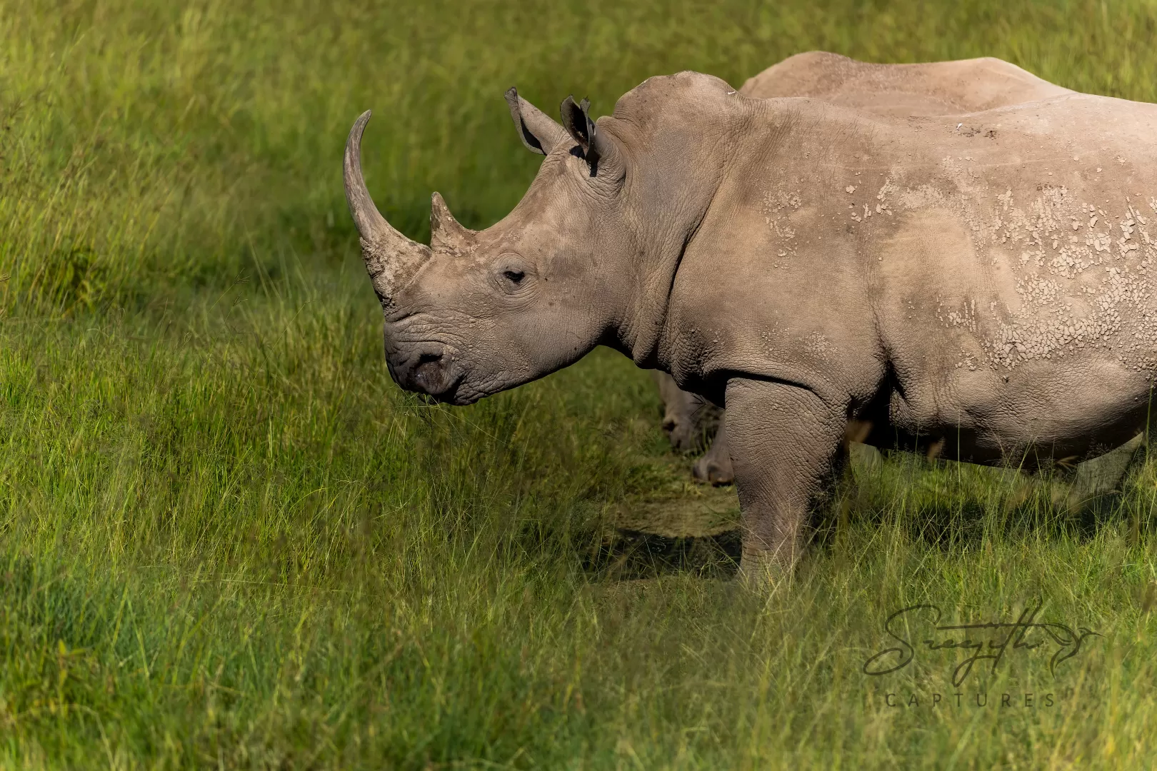Birds and Animals in Kenya