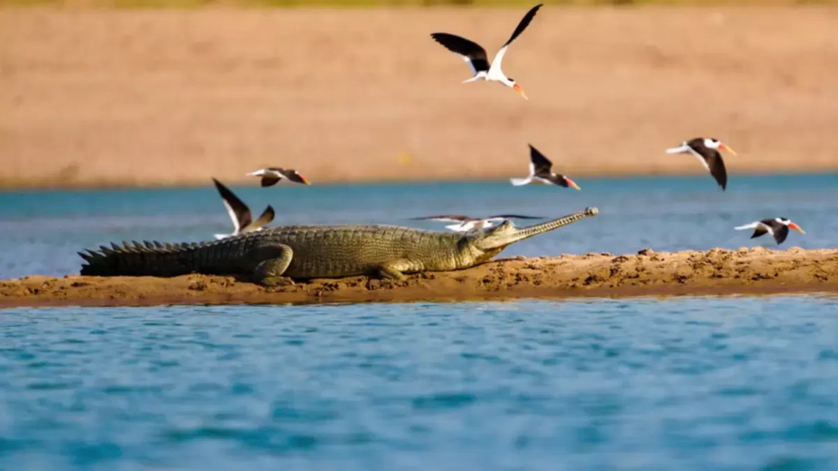Chambal River Wildlife & Bird Photography Expedition