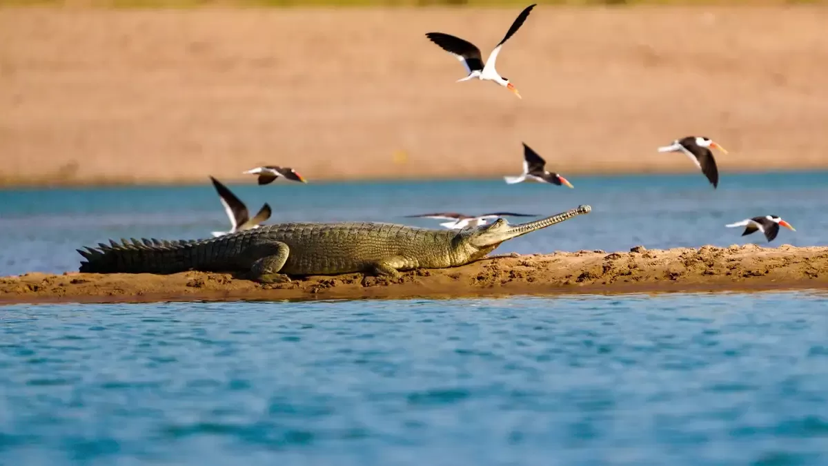 India Wildlife Photography Tours