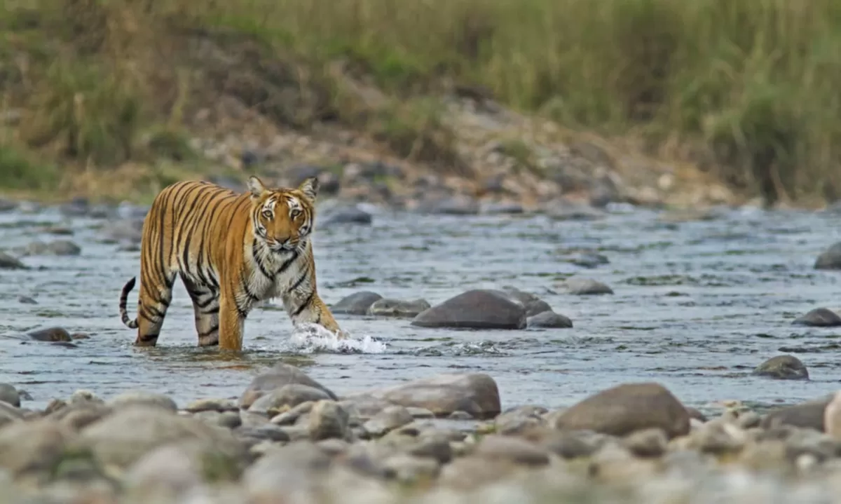 Jim Corbett Dhikala Tiger Photography Mentorship — December Expedition — wildlife photography tour in Jim Corbett (Dhikala), India, India