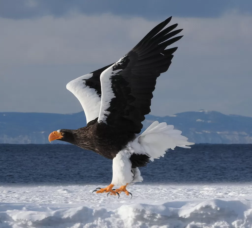 Japan Winter Wildlife Photography Tours — Hokkaido