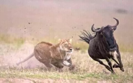 Kenya Safari