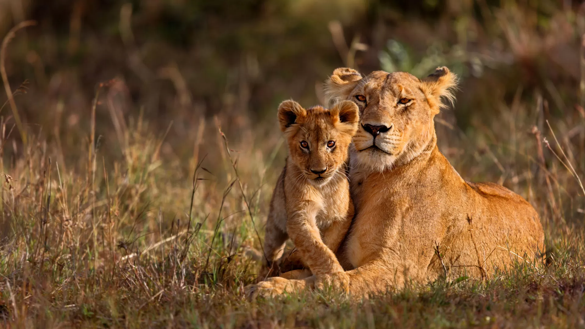 South Africa Wildlife Photography Tours — Kruger & Sabi Sand