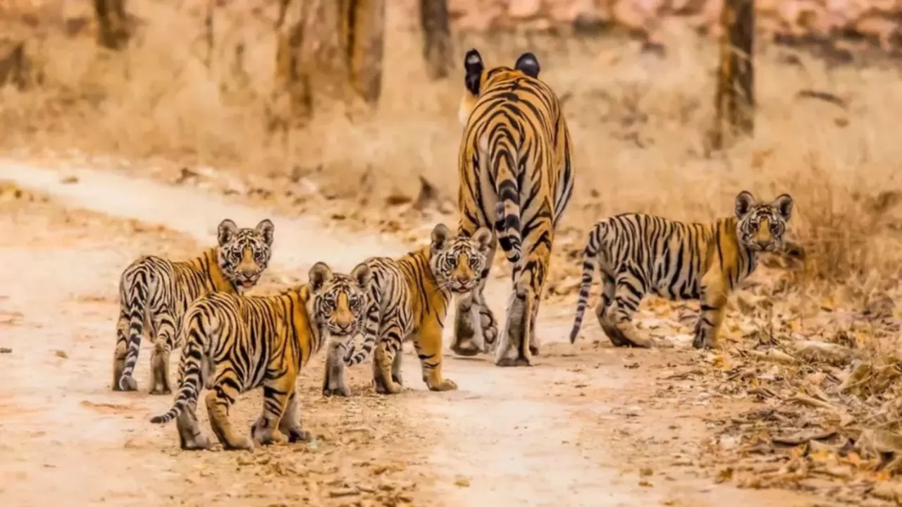Panna Tiger Photography Mentorship — June Expedition — wildlife photography tour in Panna Tiger Reserve, Madhya Pradesh