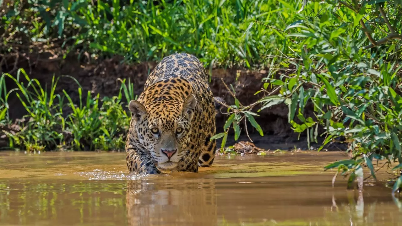 Brazil Wildlife Photography Tours — Pantanal Jaguars