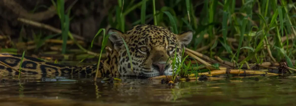 Jaguar Expedition – Pantanal