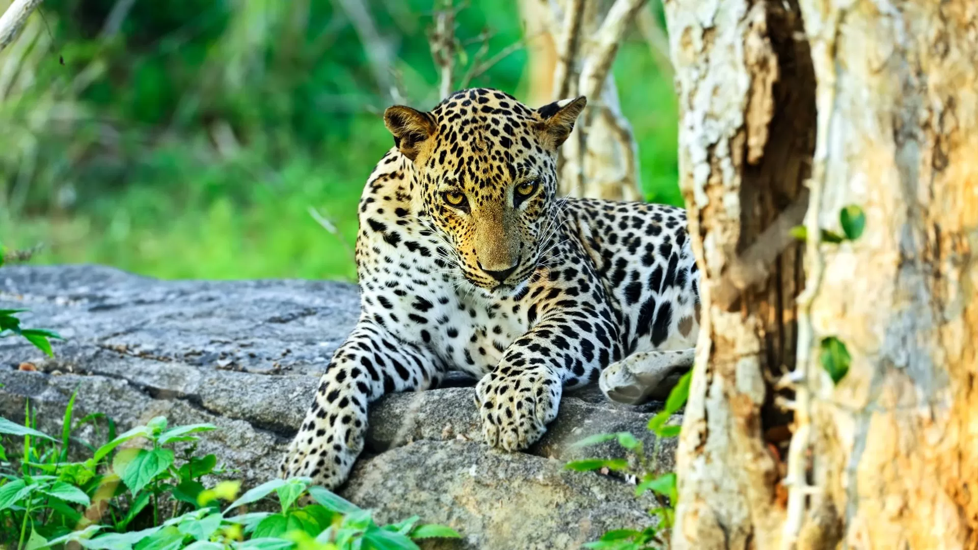 Sri Lanka Wildlife Photography Tours