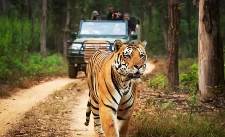 Tadoba Safari