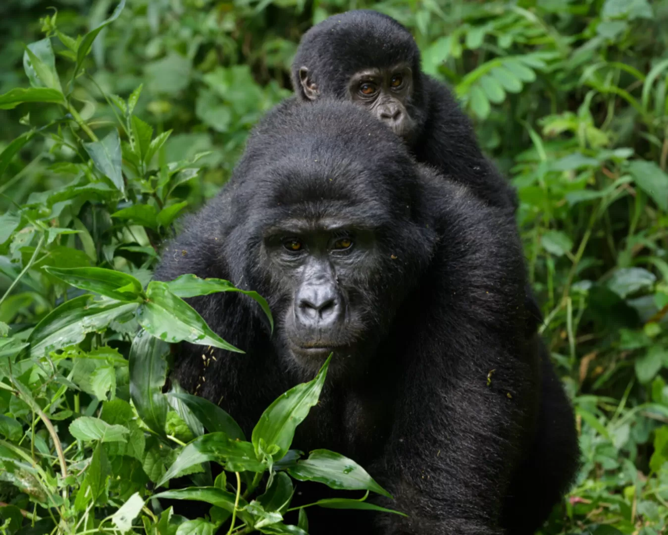 Uganda Photo Safari